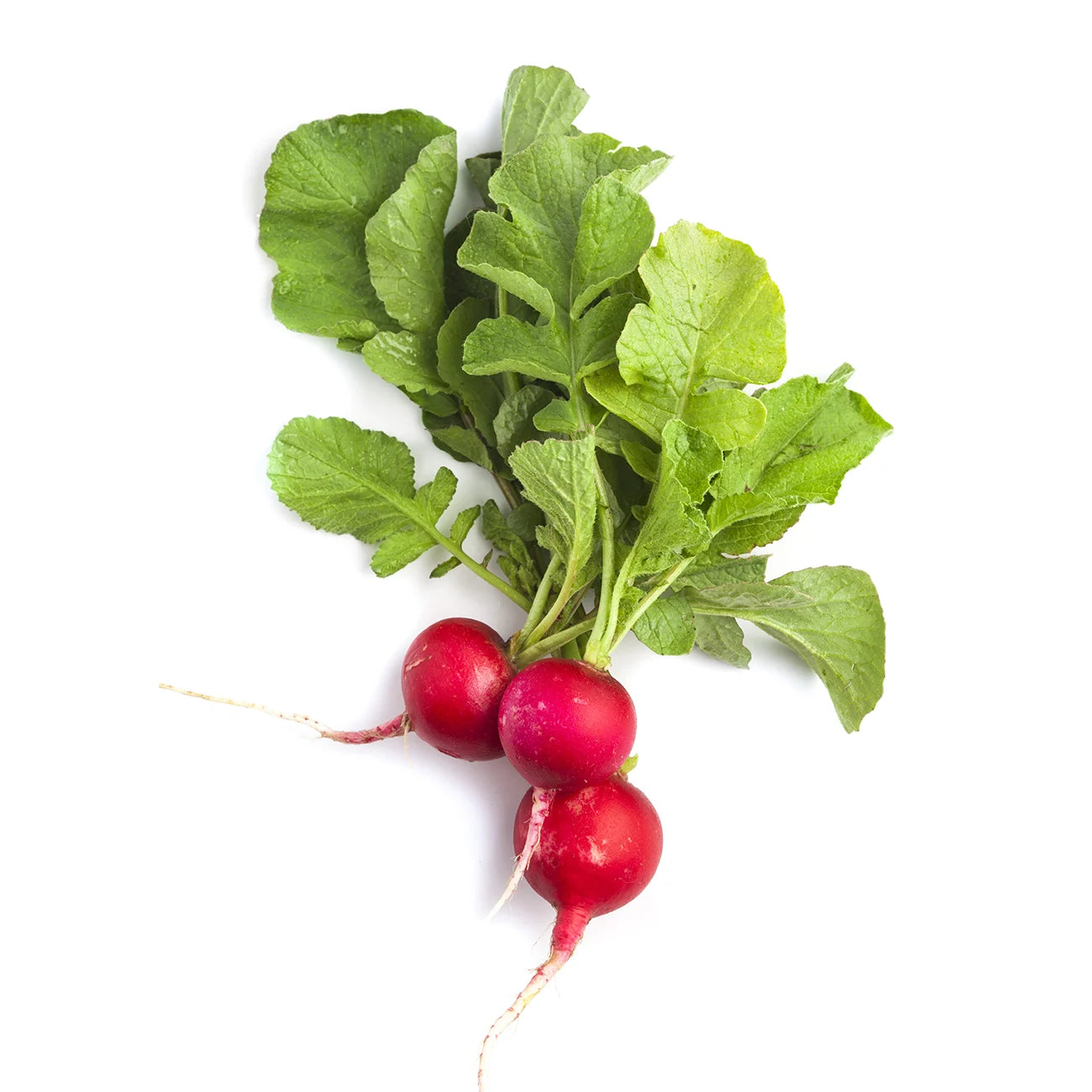 Red radish | Veggycation