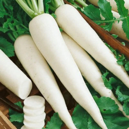 Organic White Radish